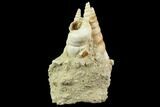 Fossil Gastropod (Haustator) Cluster - Damery, France #86582-2